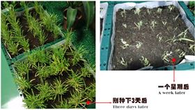 自然光照明系統下的空心菜 自然光照明系統下的空心菜