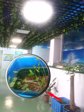 在導光管采光系統引入的自然光照射下大豆發芽啦 在導光管采光系統引入的自然光照射下大豆發芽啦