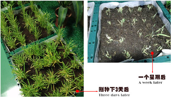 自然光照明系統下的空心菜 自然光照明系統下的空心菜