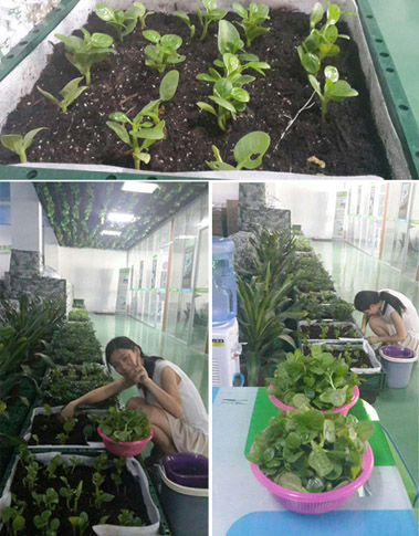 正能量節能科技的同事在公司快樂摘菜中 正能量節能科技的同事在公司快樂摘菜中